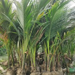 নারিকেল দুই বছরের গাছ ৪ পিস ।
